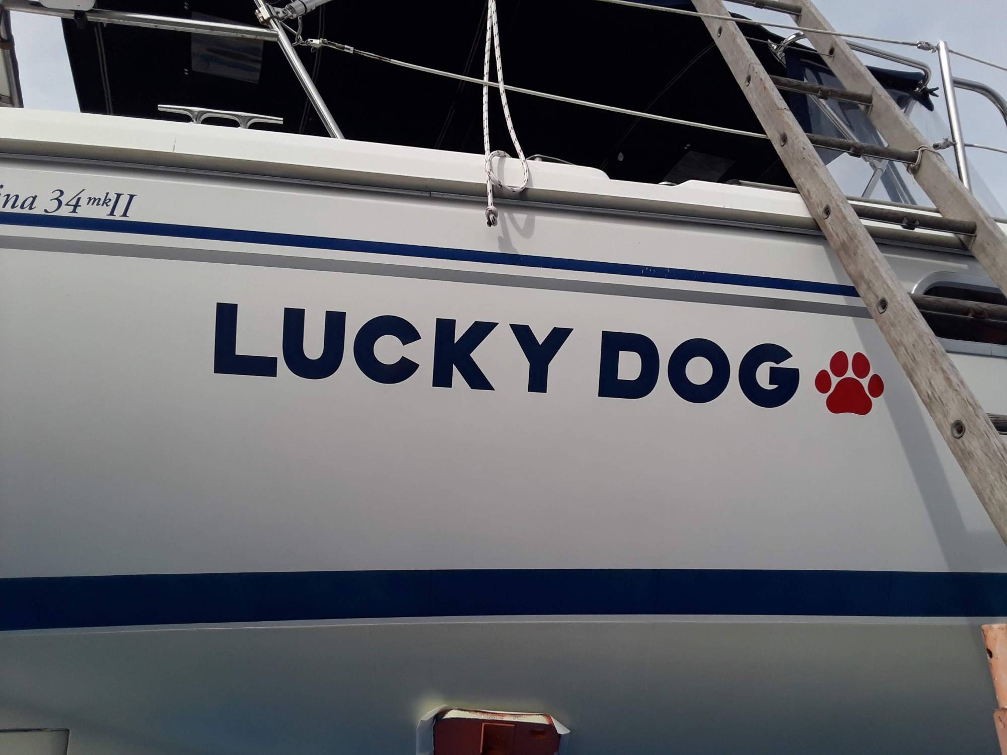 Lucky Dog
